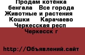 Продам котёнка бенгала - Все города Животные и растения » Кошки   . Карачаево-Черкесская респ.,Черкесск г.